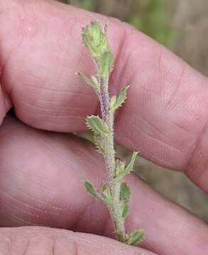 Imagem de Hazardia squarrosa var. grindelioides (DC.) W. D. Clark