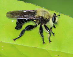 Image of Laphria virginica (Banks 1917)