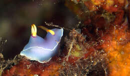 Image of Hypselodoris melanesica Gosliner & R. F. Johnson 2018