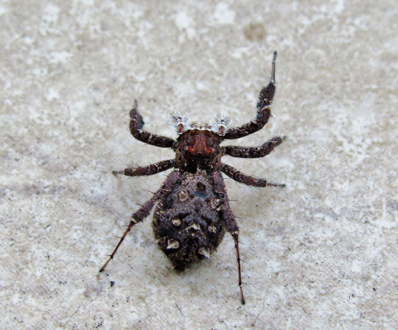 Image of Longleg Dandy Jumping Spider