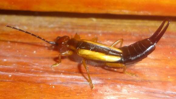 Image of Lined Earwig