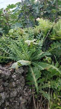 Imagem de Sonchus ustulatus subsp. ustulatus