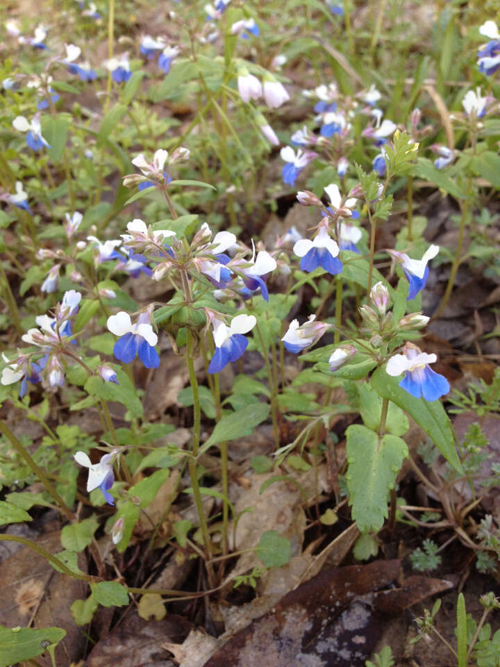 Image of spring blue eyed Mary