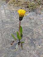 Plancia ëd Taraxacum palustre (Lyons) Symons