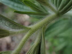 Image of soft-hair marbleseed