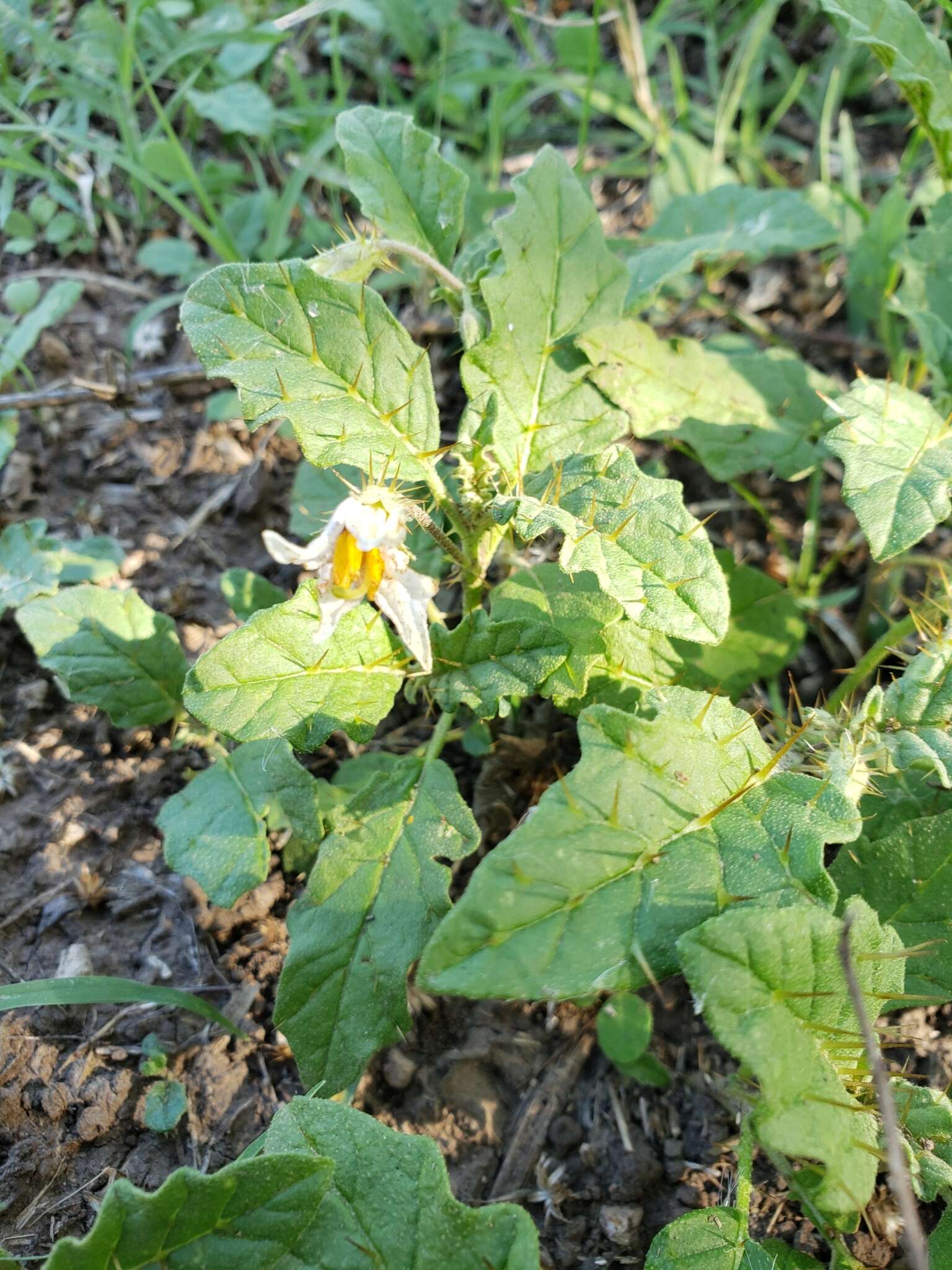 صورة Solanum juvenale Thell.