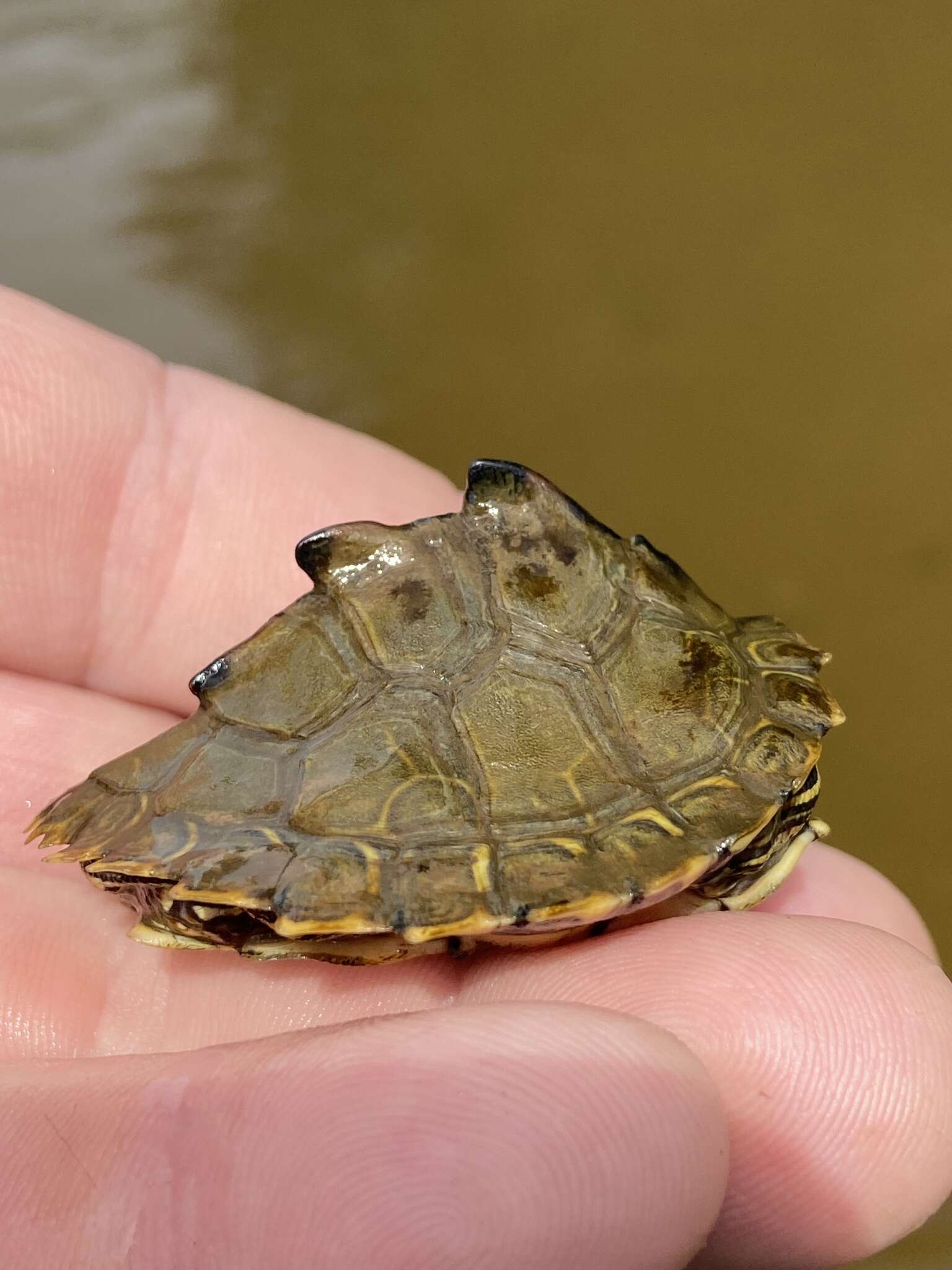 Image of Escambia Map Turtle