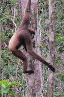 Image of Bornean Agile Gibbon