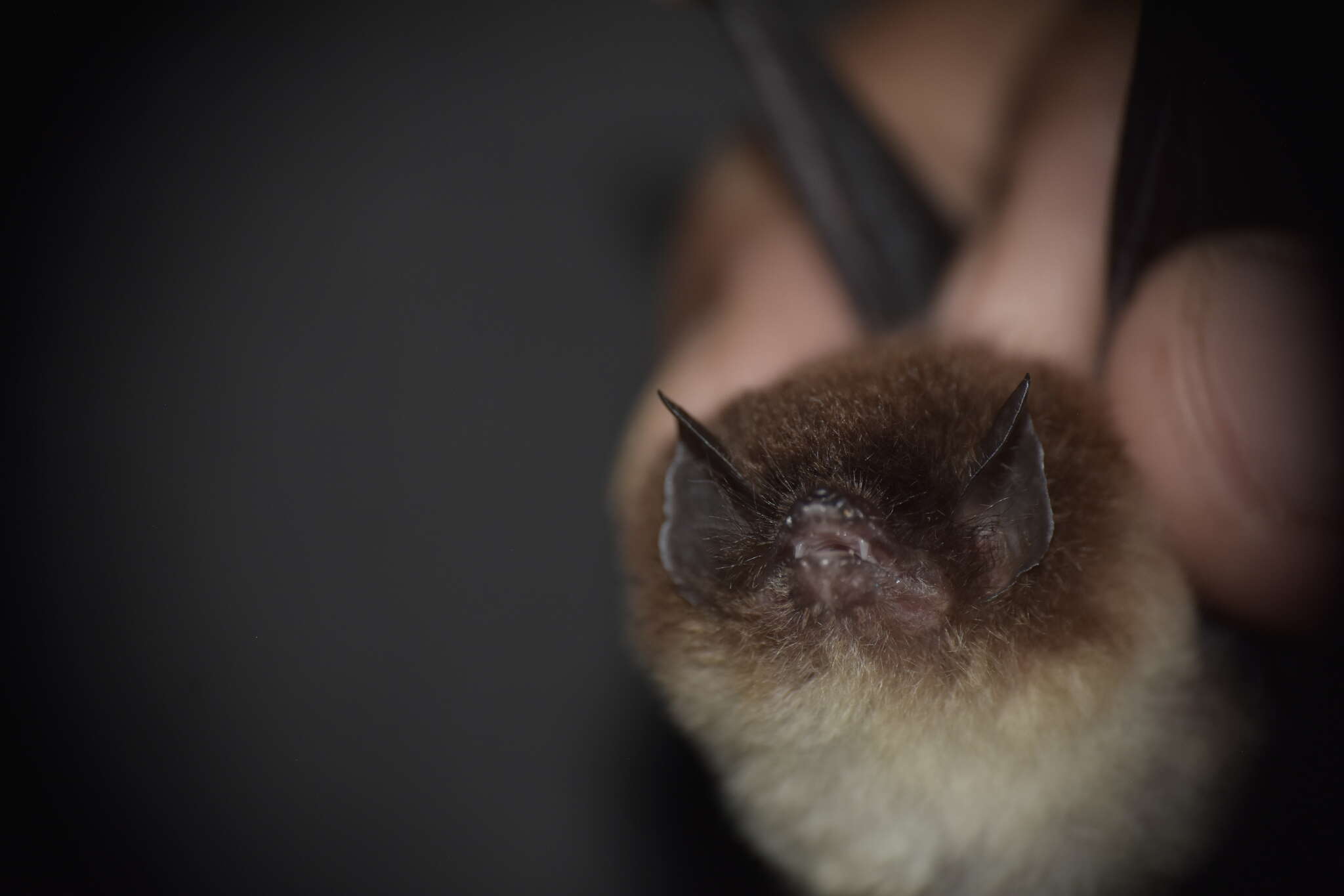 Image of disc-winged bats