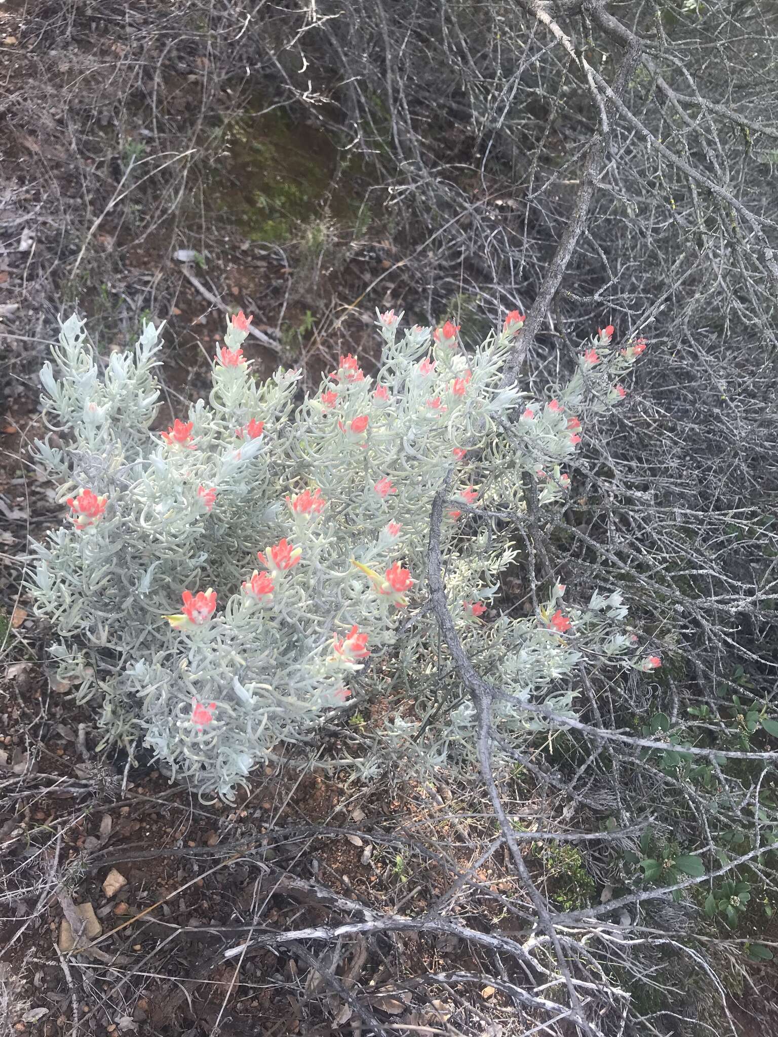 Image of whitefelt Indian paintbrush