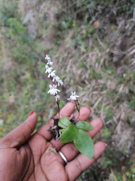 Imagem de Holothrix parviflora (Lindl.) Rchb. fil.