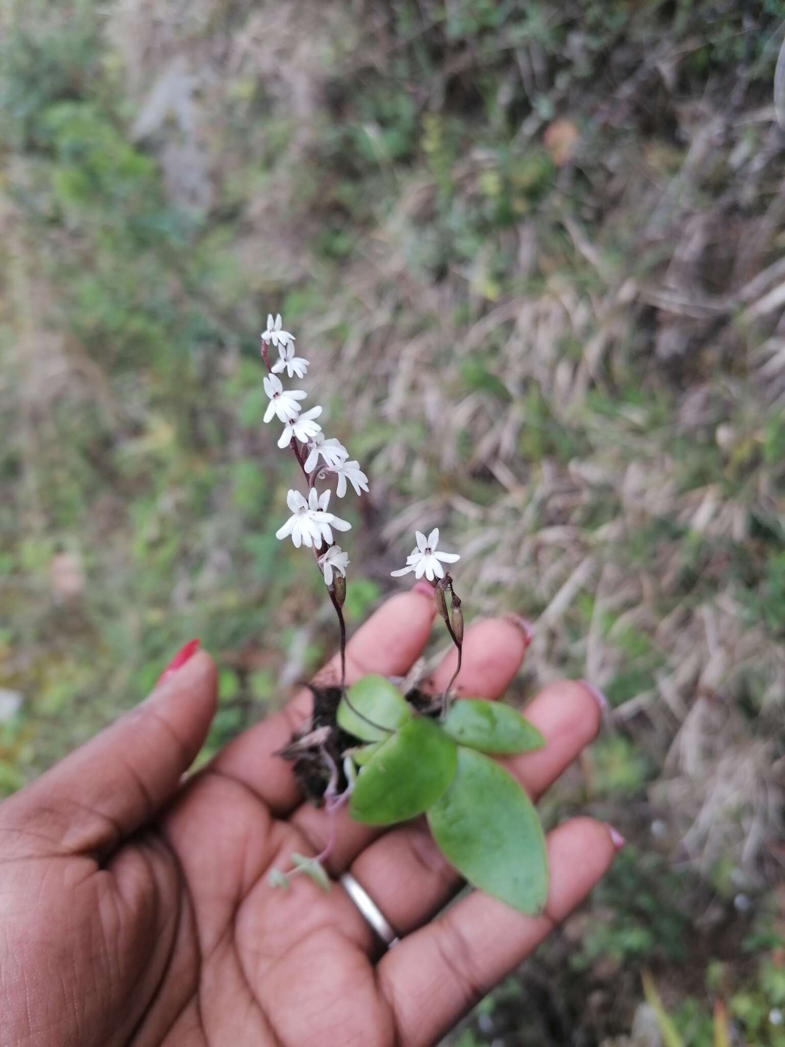 Слика од Holothrix parviflora (Lindl.) Rchb. fil.