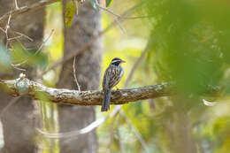 صورة Emberiza cabanisi (Reichenow 1875)