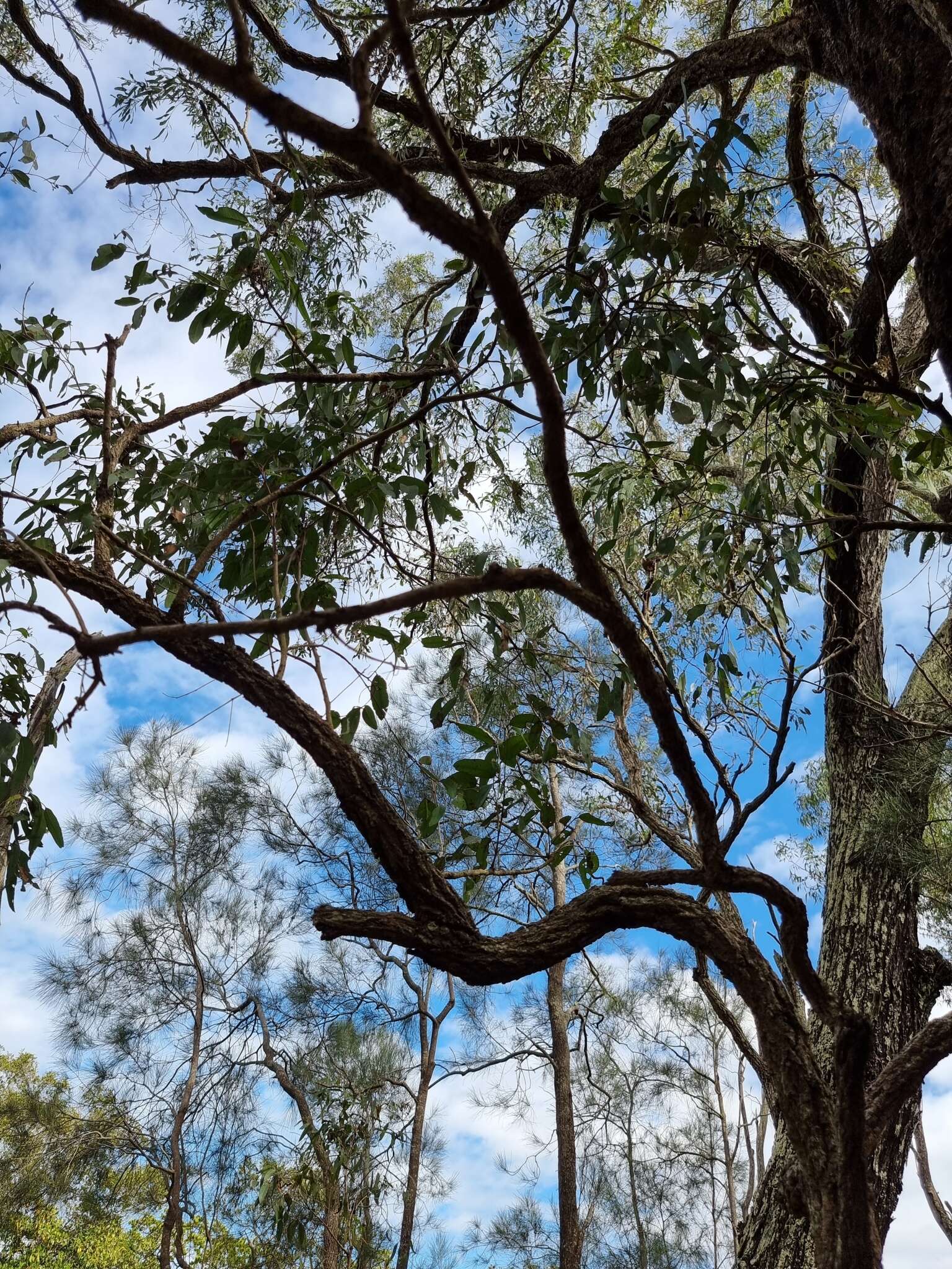 Image of northern gray ironbark