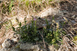 Arabis collina Ten.的圖片