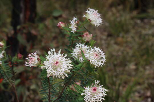 Image of Pimelea spectabilis Lindl.