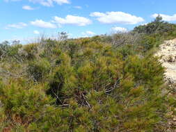 Image of Allocasuarina emuina L. A. S. Johnson