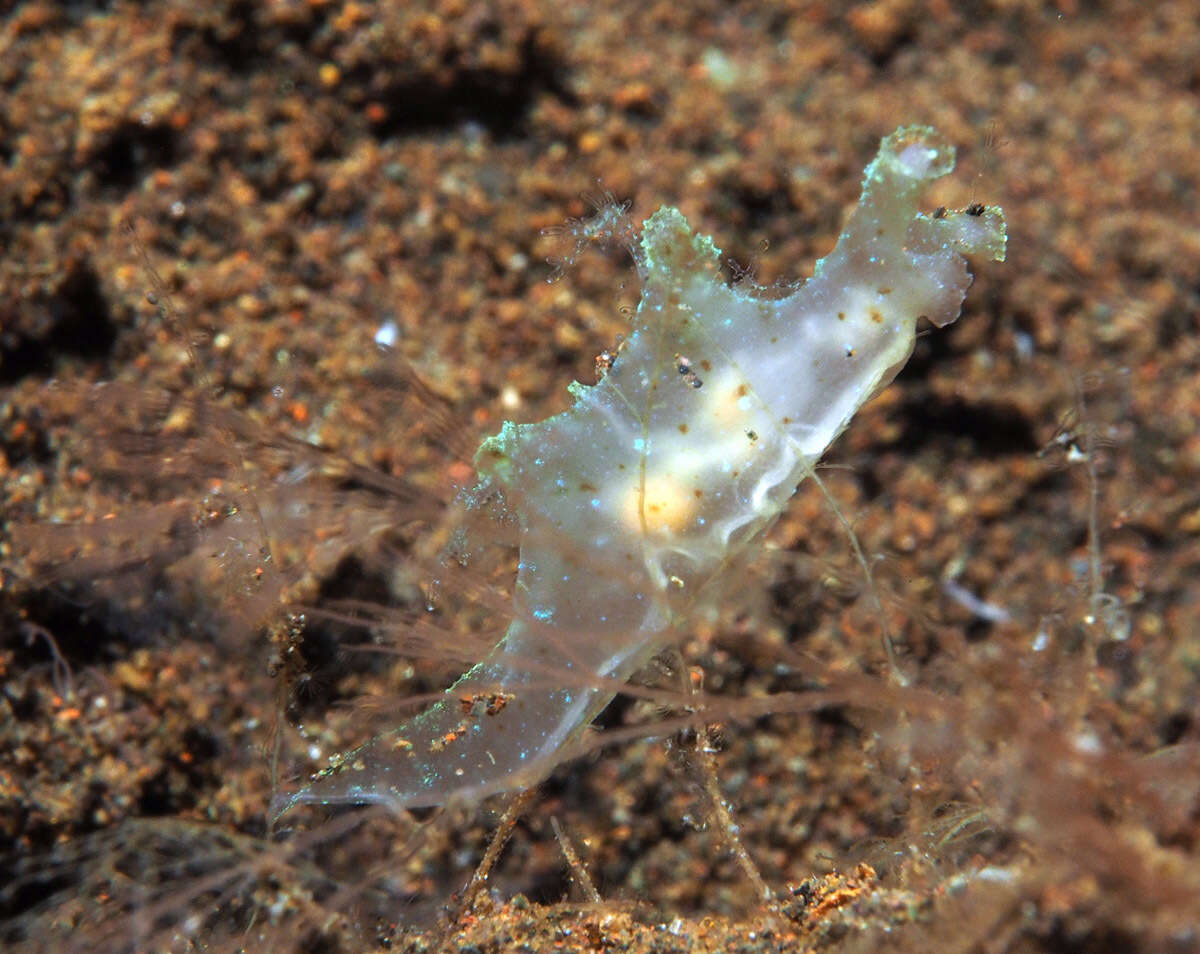 Image of Iridescent nudibranch