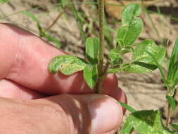 Image of pearly globe amaranth