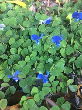 Image of blue-oxalis