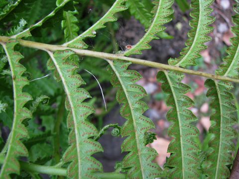 Image of Hottentot Fern
