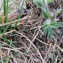 Image of Pulsatilla halleri subsp. styriaca (Pritzel) Zämelis