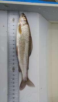 Image of grayling