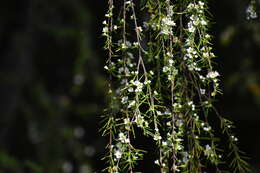 Baeckea frutescens L. resmi