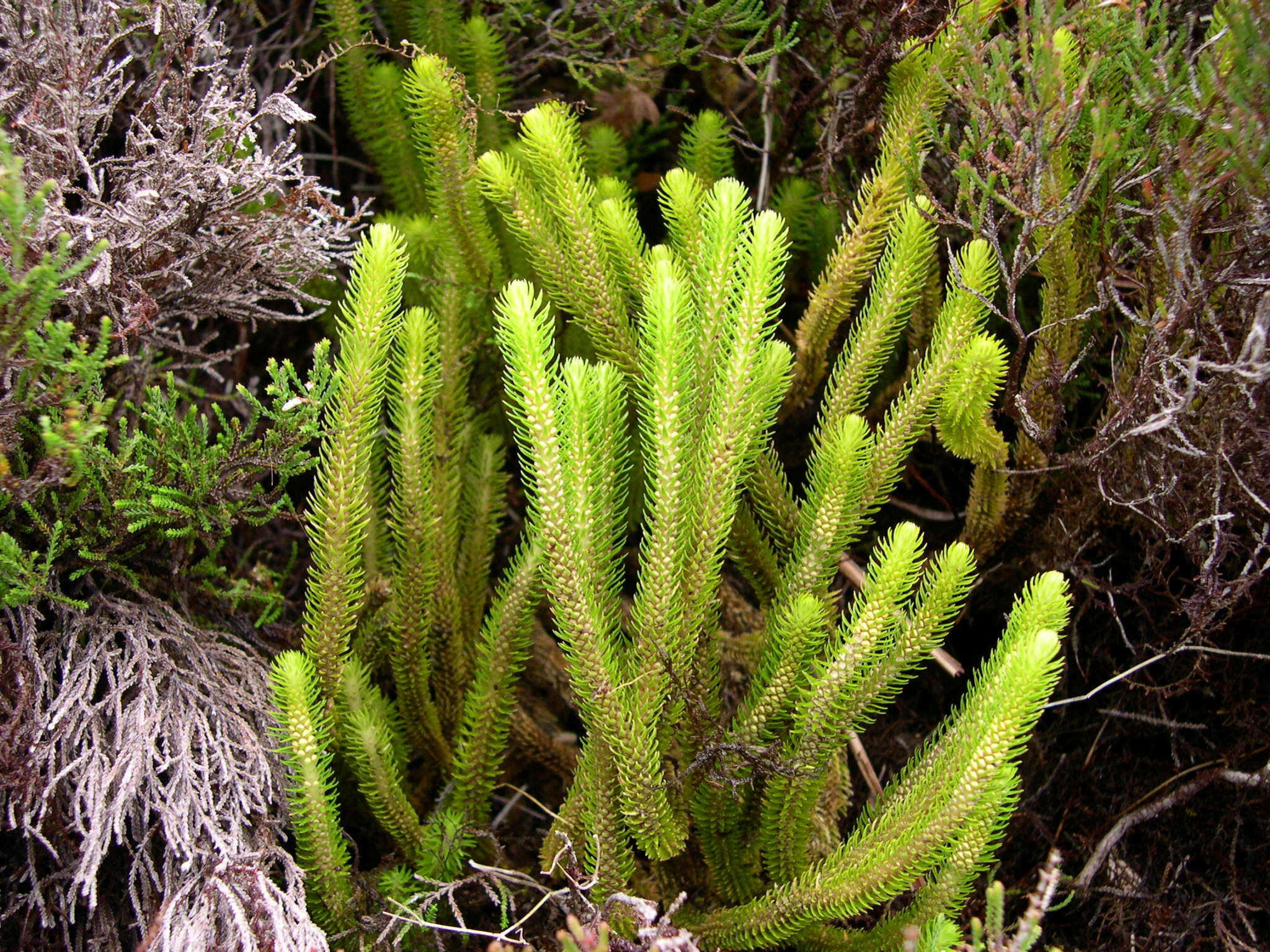 Image of Phlegmariurus dentatus (Herter) Arana