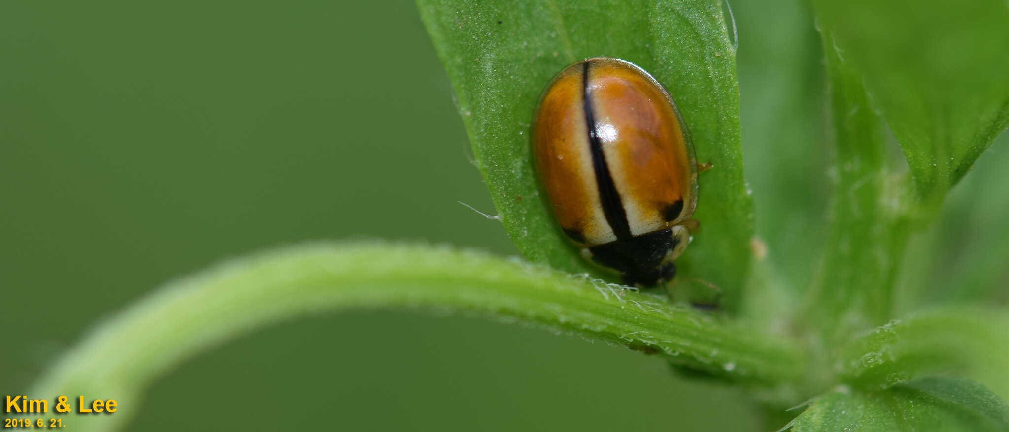 Image of Propylea japonica (Thunberg 1781)