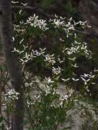 Image de Olearia decurrens (DC.) Benth.