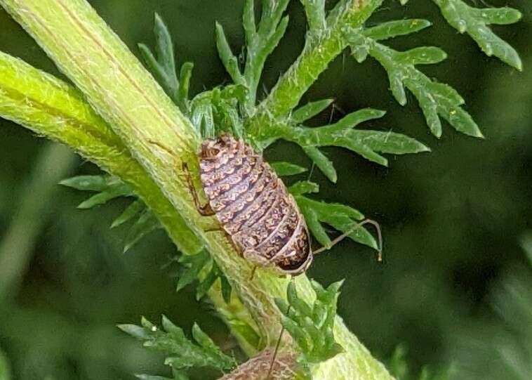 Phyllodromica (Lobolampra) subaptera (Rambur 1838)的圖片