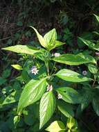 Image of threeleaf shrubverbena