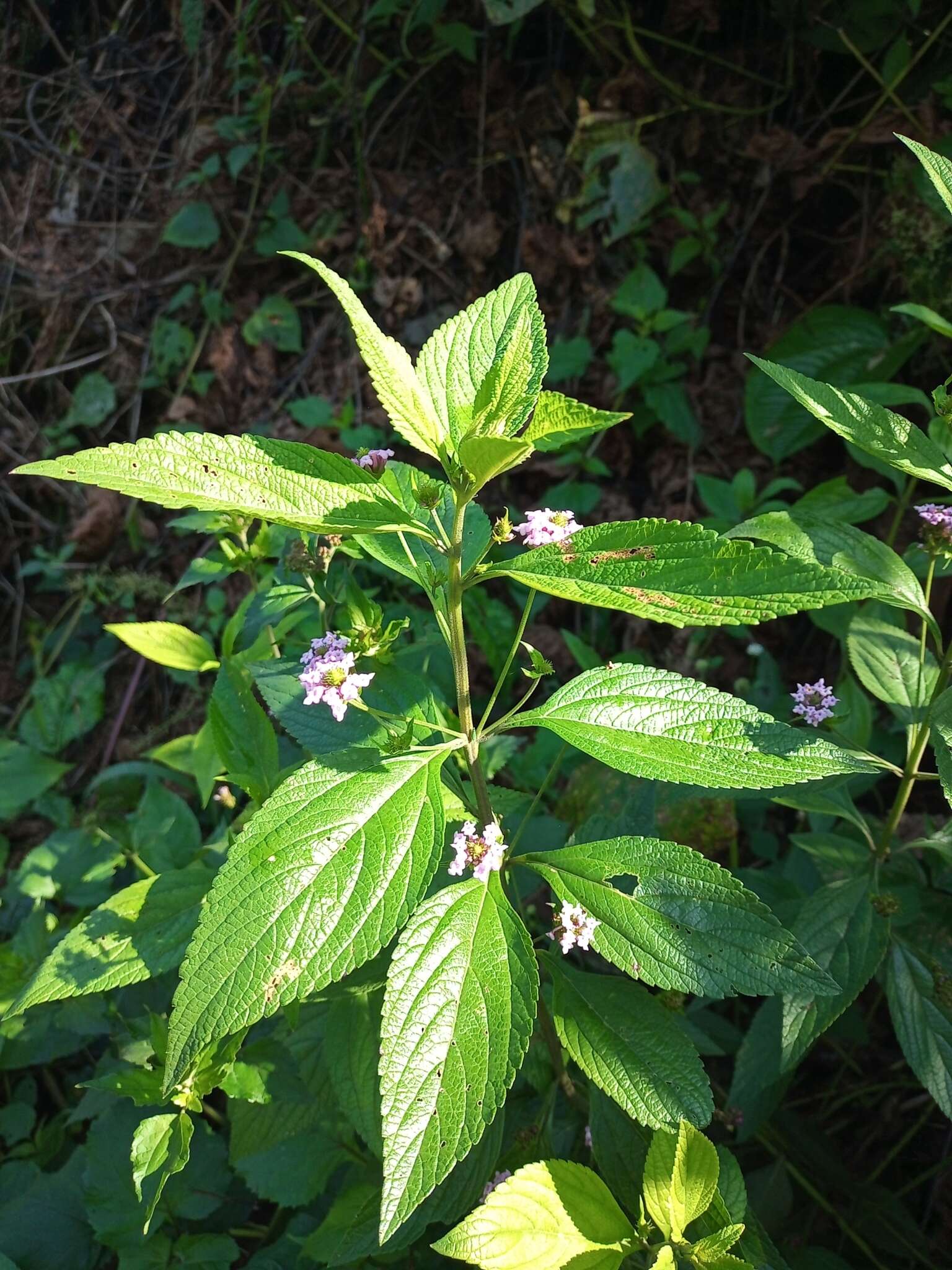 Image of threeleaf shrubverbena