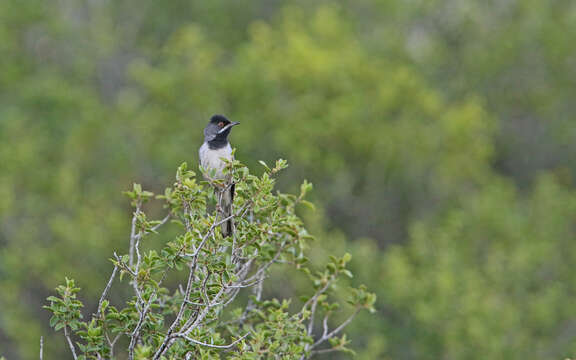 Image of Rüppell's Warbler