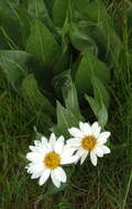 Image of White-Ray Mule's-Ears