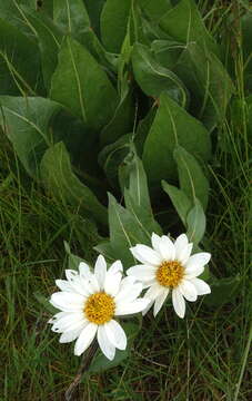 Image of White-Ray Mule's-Ears