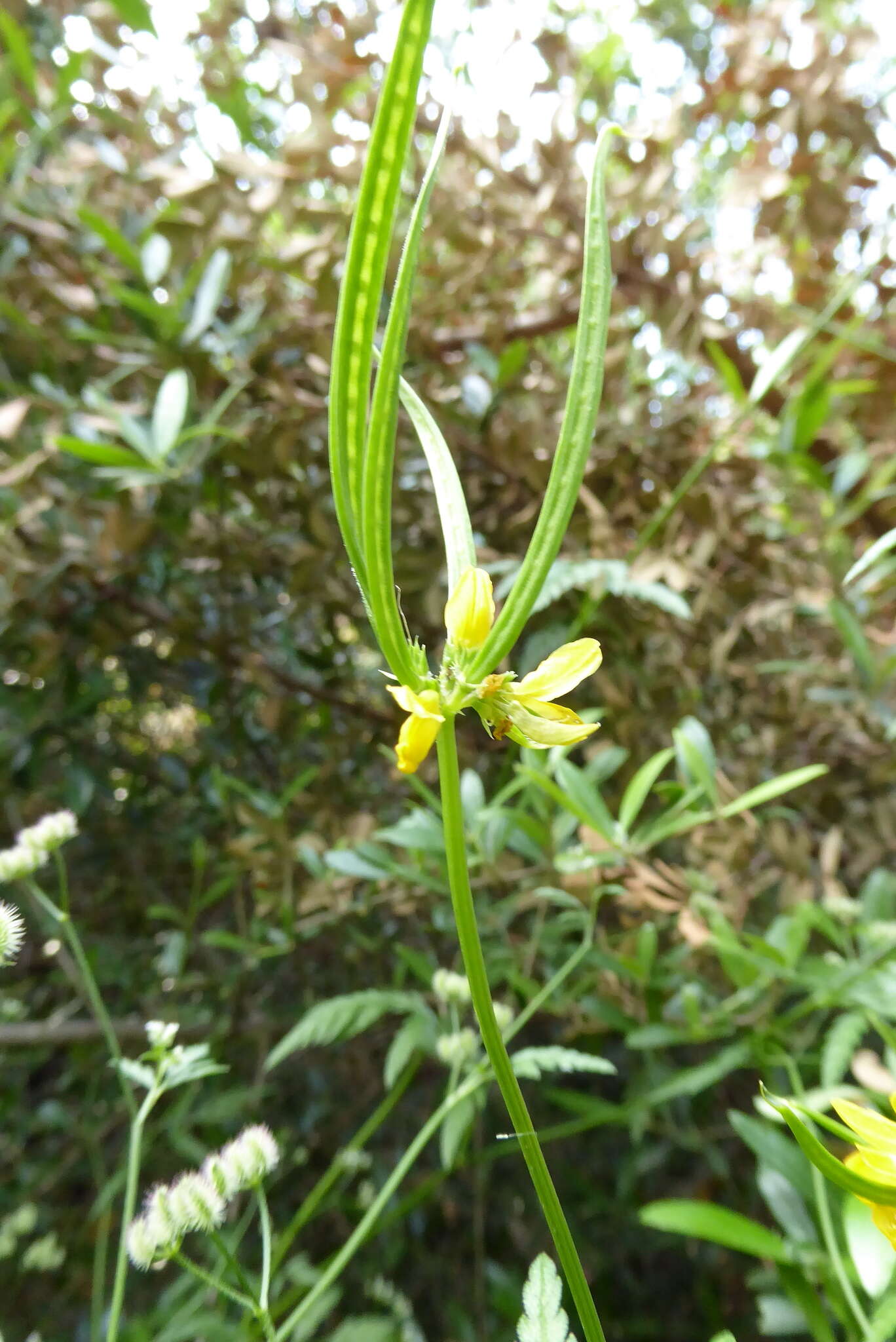 Image of goat pea