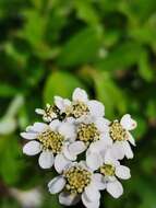 صورة Achillea clusiana Tausch