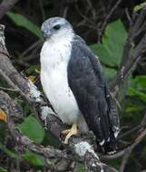 Image of Gray-backed Hawk