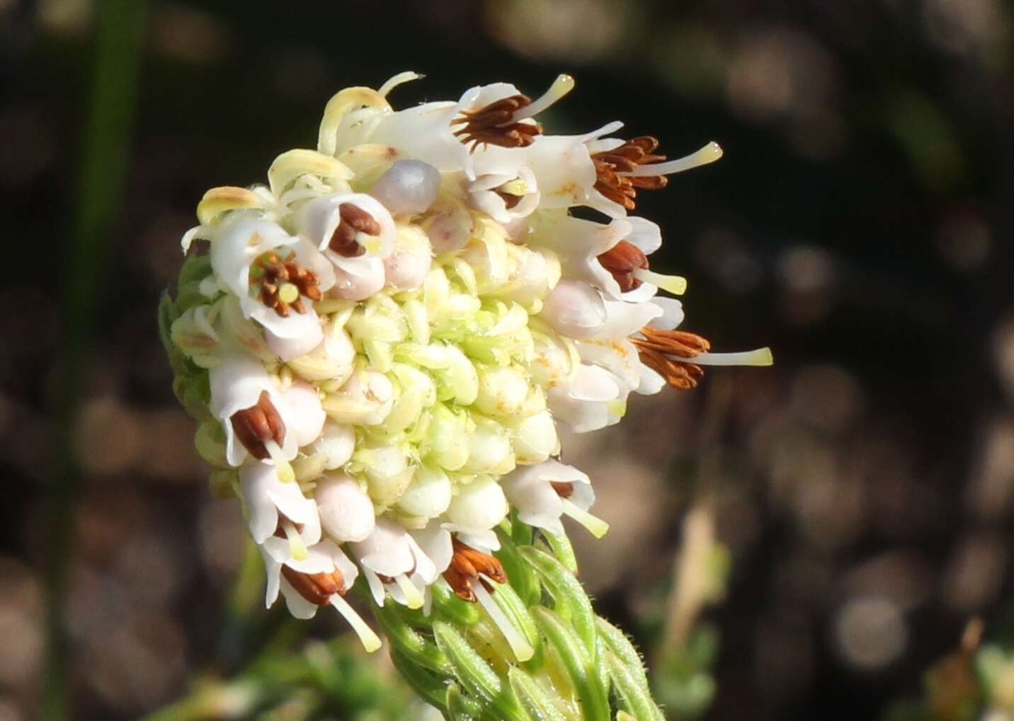 Image of Erica bruniifolia Salisb.