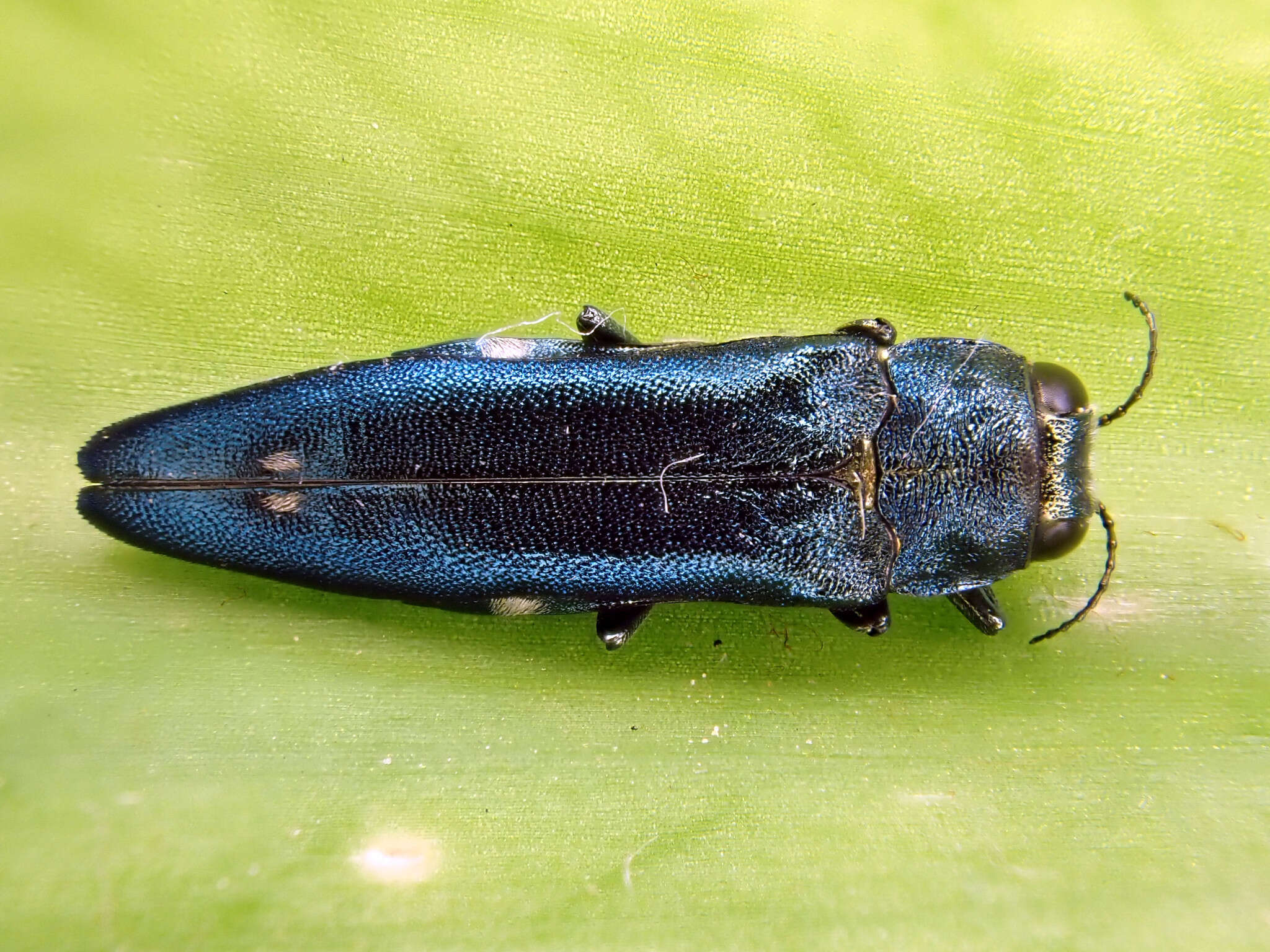 Image of Oak Splendor Beetle