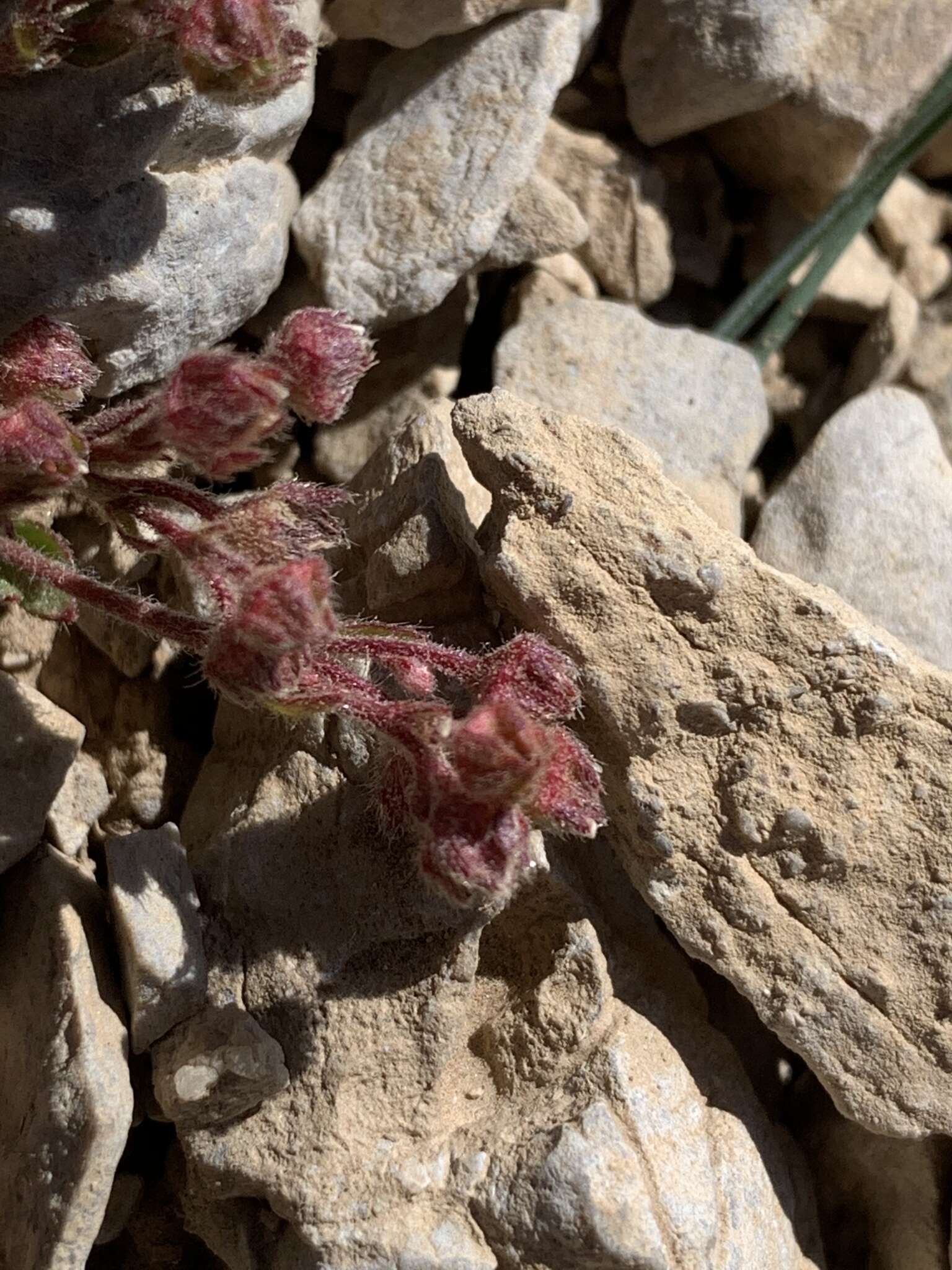 Image of Charleston Peak mousetail