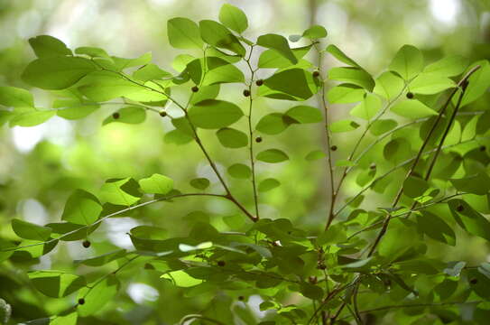 Image of <i>Phyllanthus mocinianus</i>