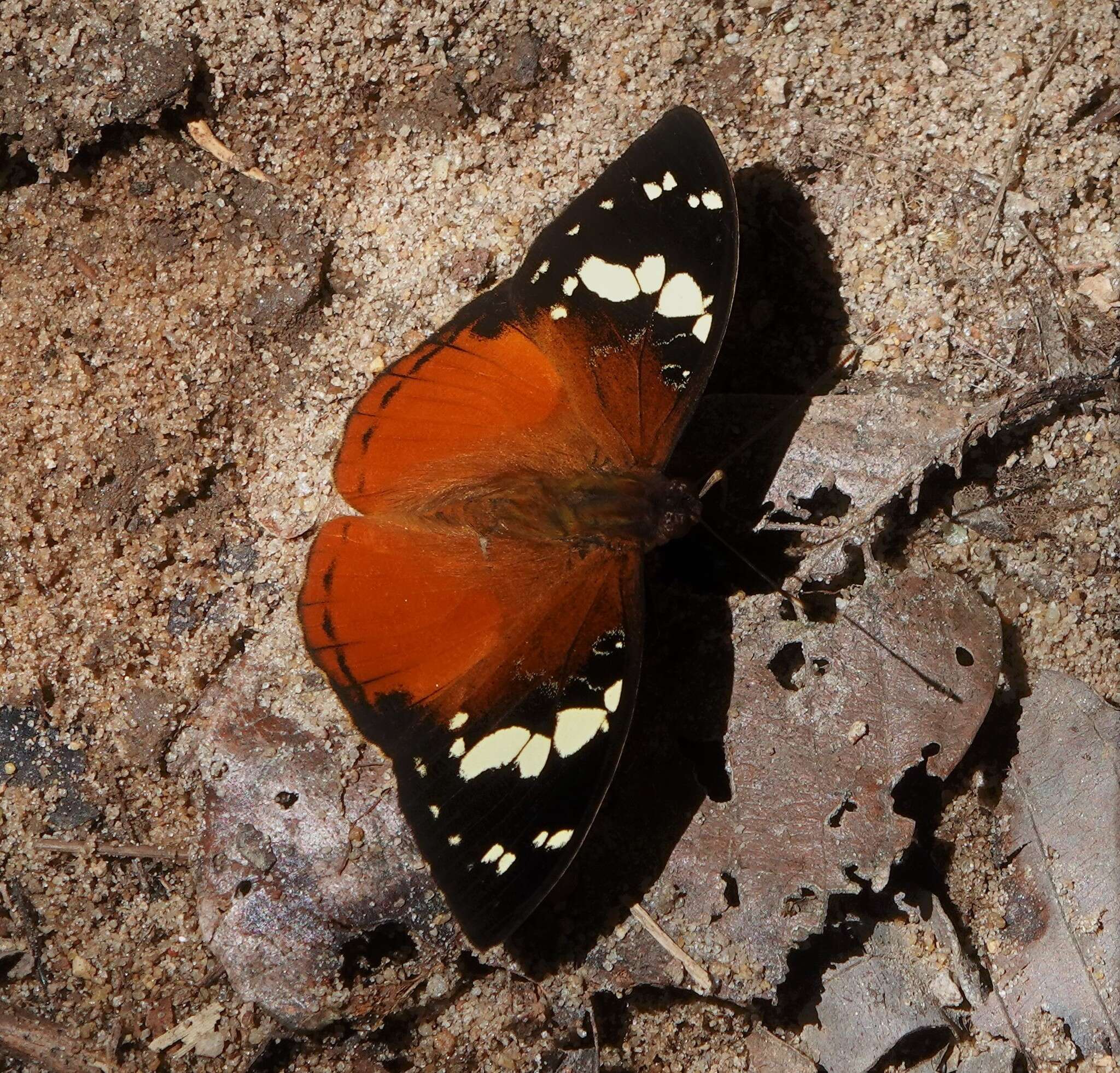 Image of Aterica rabena Boisduval 1833