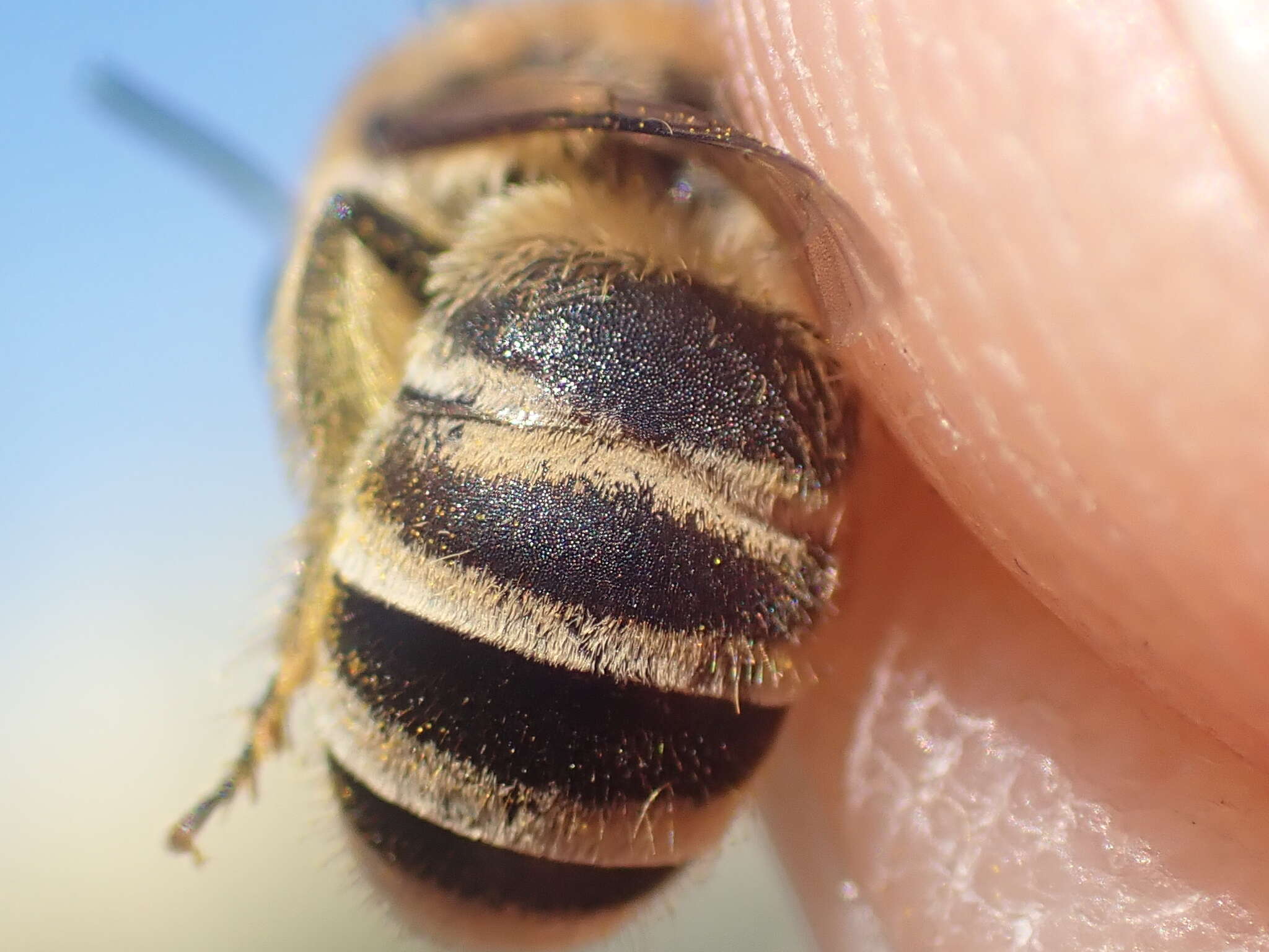 Image of Colletes fodiens (Fourcroy 1785)