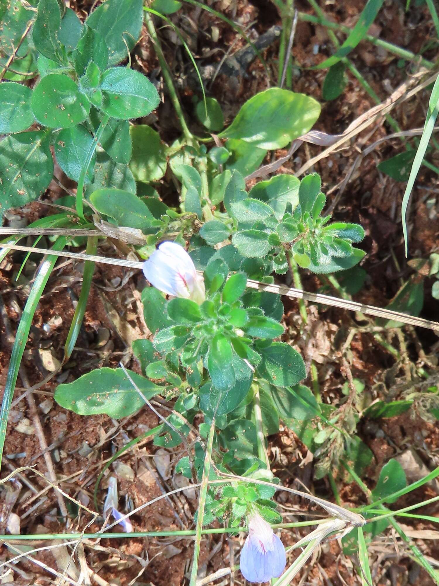 Image of Justicia petiolaris (Nees) T. Anders.