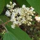 Miconia ioneura Griseb.的圖片