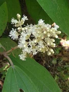 Слика од Miconia ioneura Griseb.