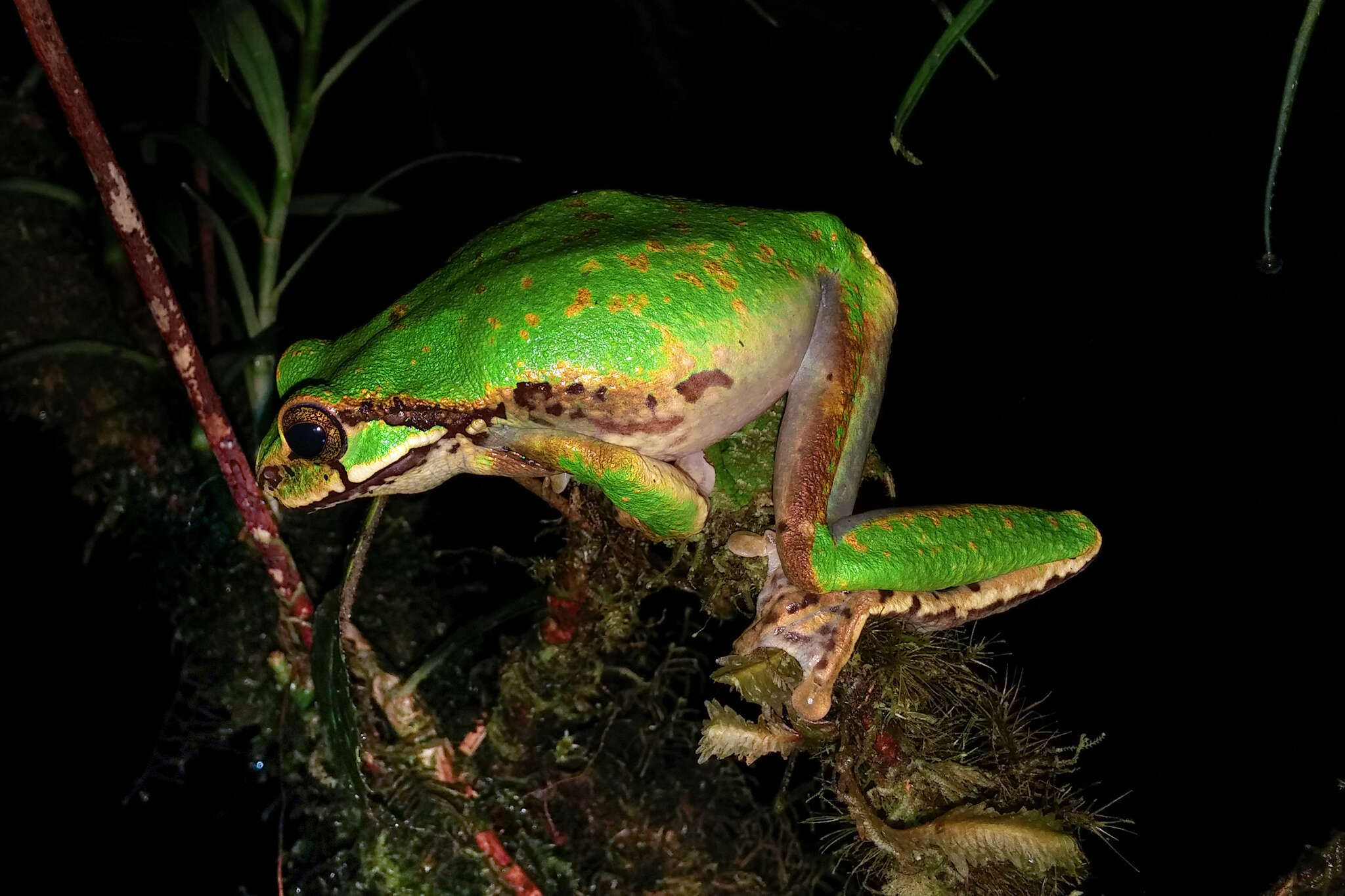 Litoria angiana (Boulenger 1915)的圖片